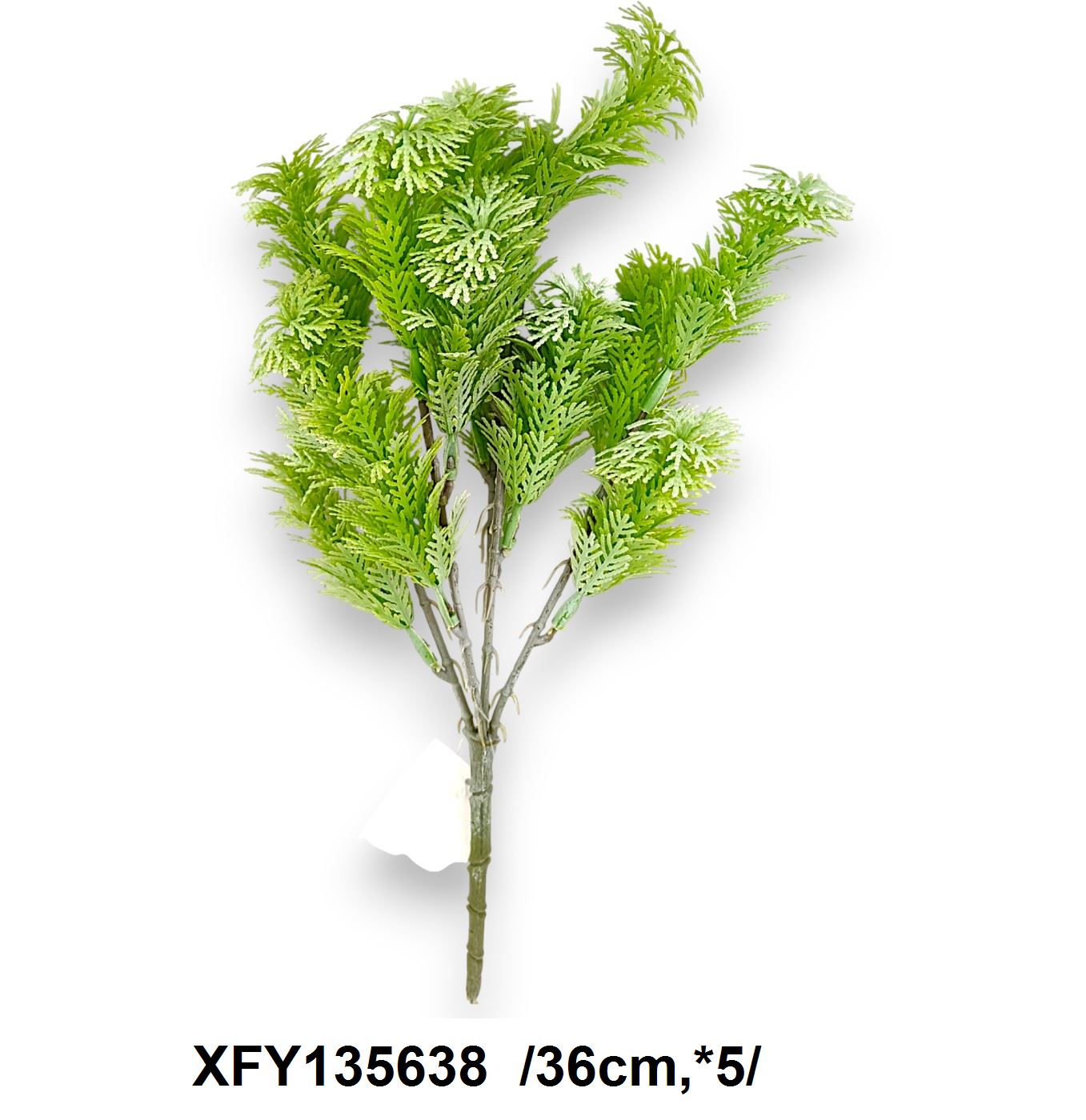 Aszparágusz bokor /36cm,*5/ Fő kép