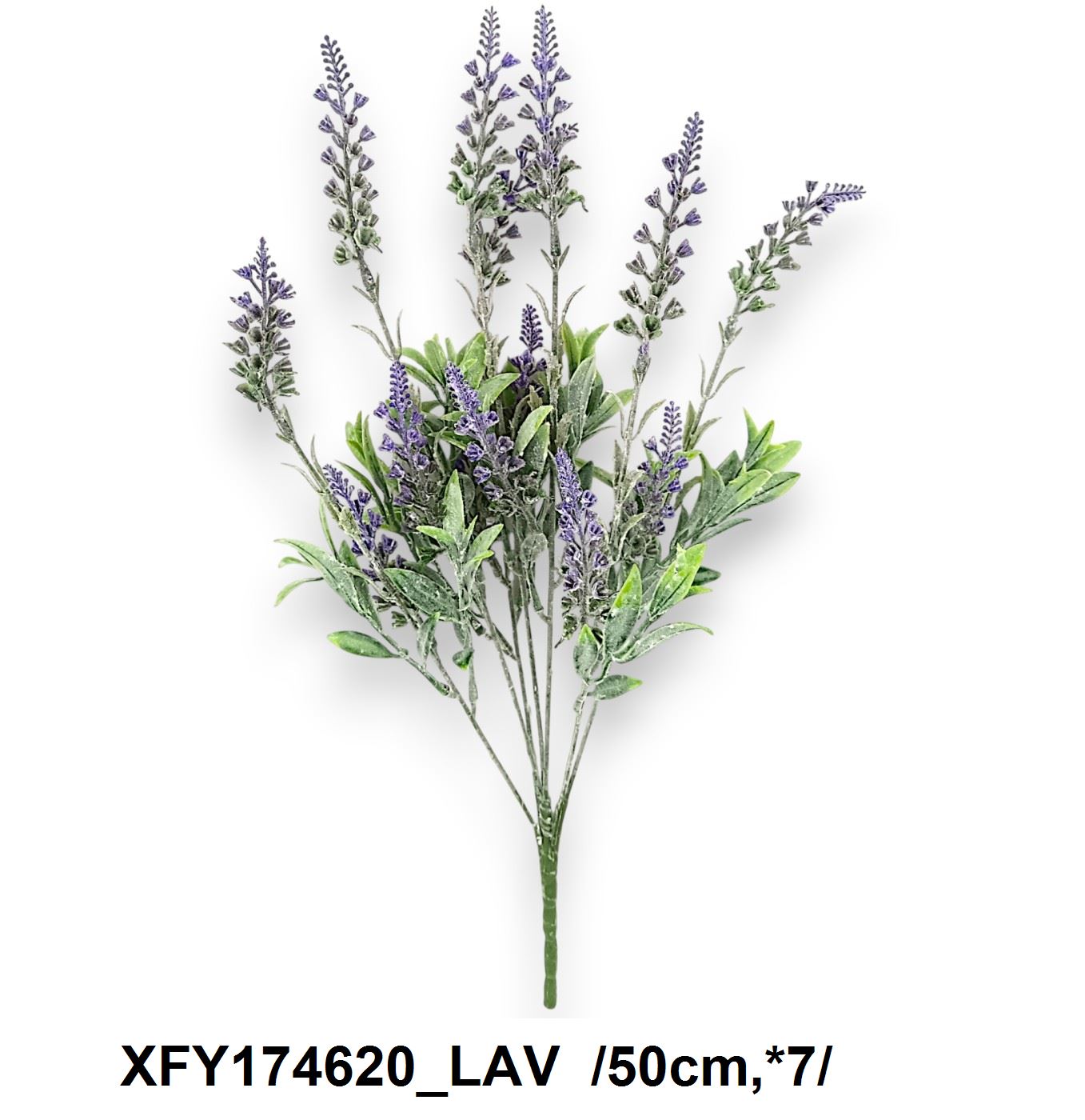 Hosszú építésû levendula bokor /50cm,*7/ Fő kép